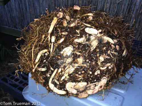 root mass